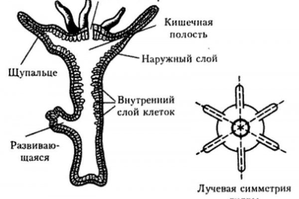 Нова ссылка blacksprut bs2webes net